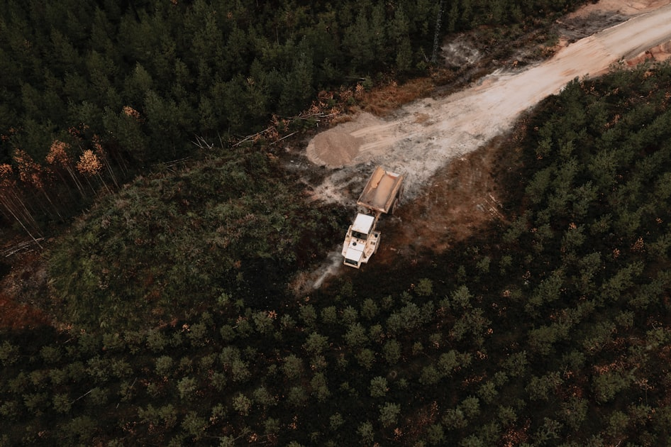 Why Choose Us for Tree Services?